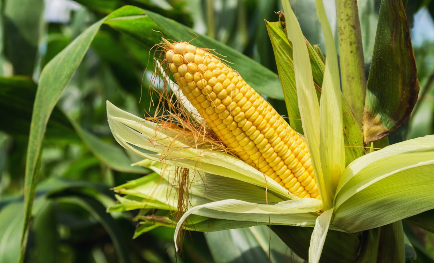 New discovery could increase the productivity, resilience of corn