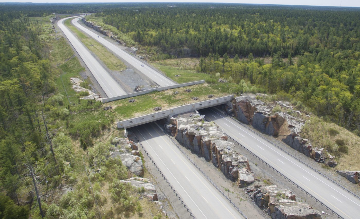 Wildlife corridors help reduce deaths from habitat fragmentation