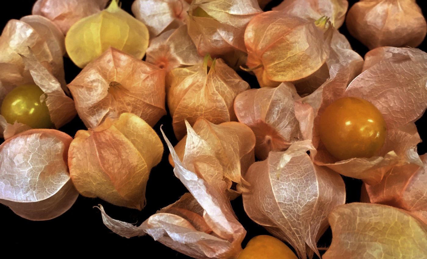 Little-known berry could become the next big fruit