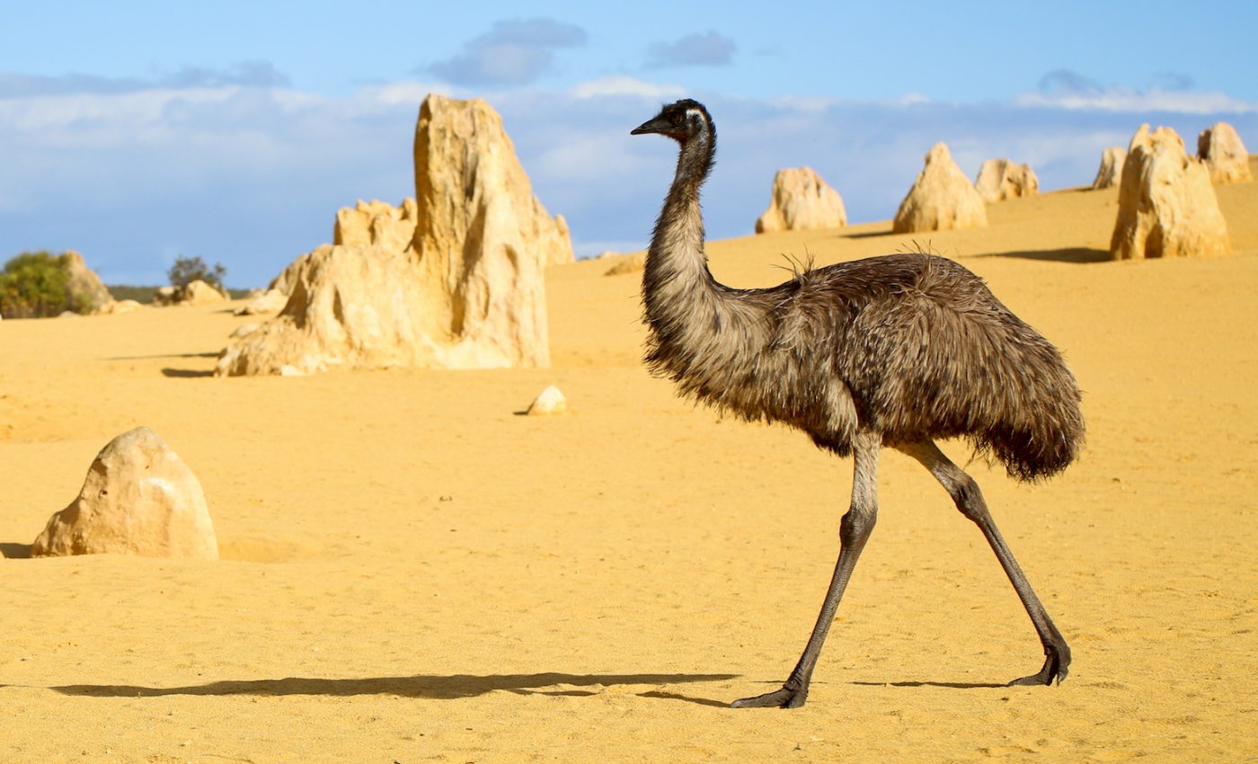 Australian drought driving more frequent encounters with emus