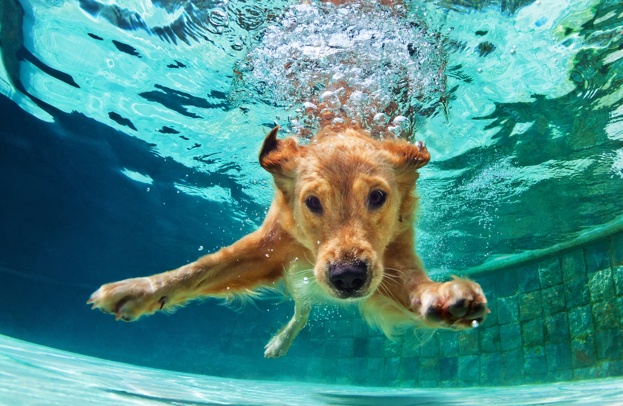 Ruh-roh: The intelligence of dogs may have been overestimated