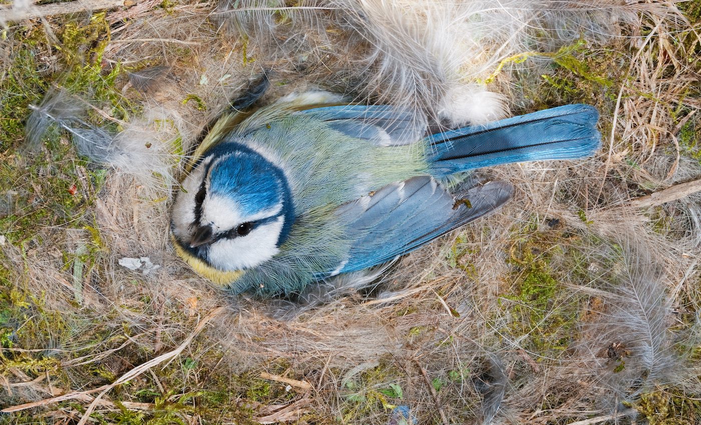 City birds lay larger eggs due to their diets