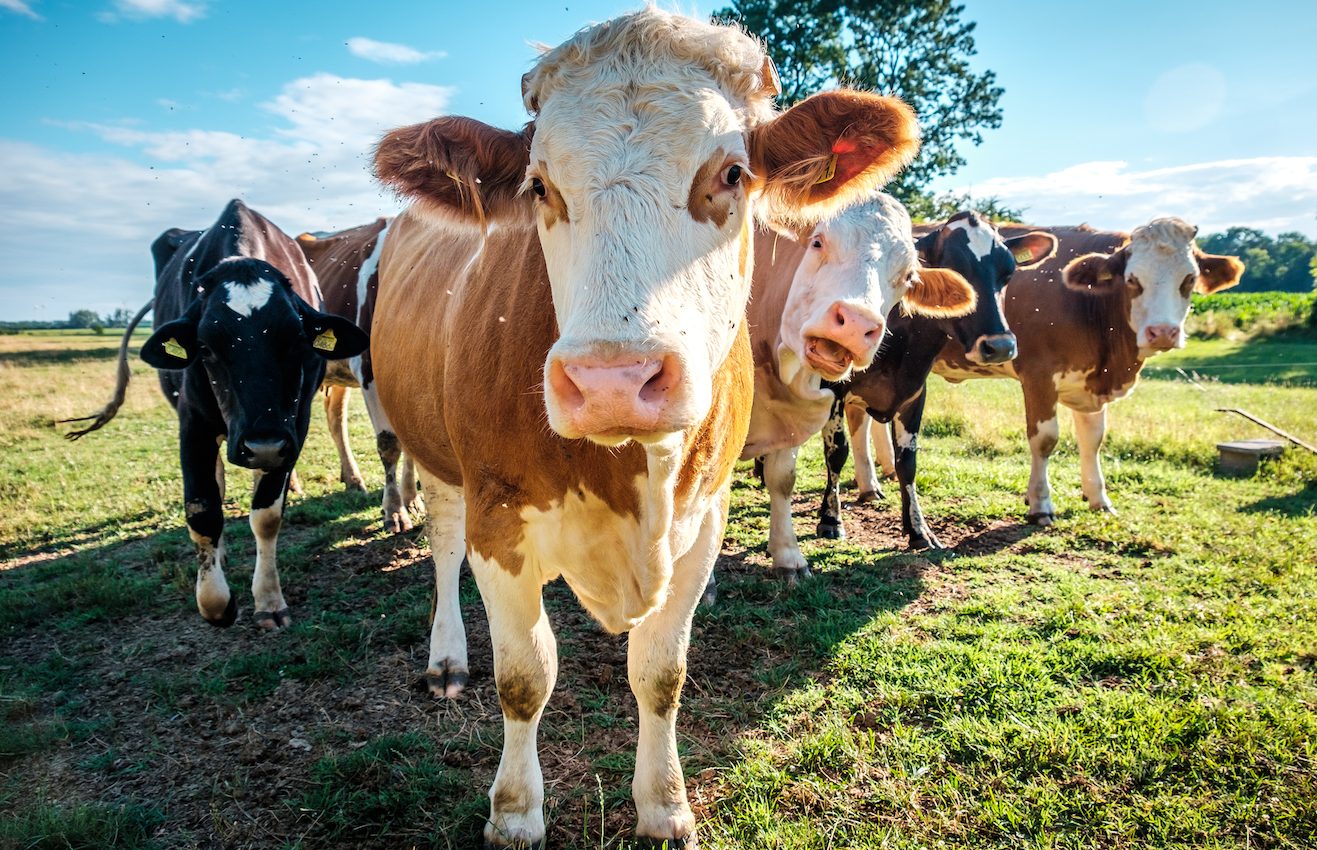 New cattle feed designed to reduce gas and methane emissions