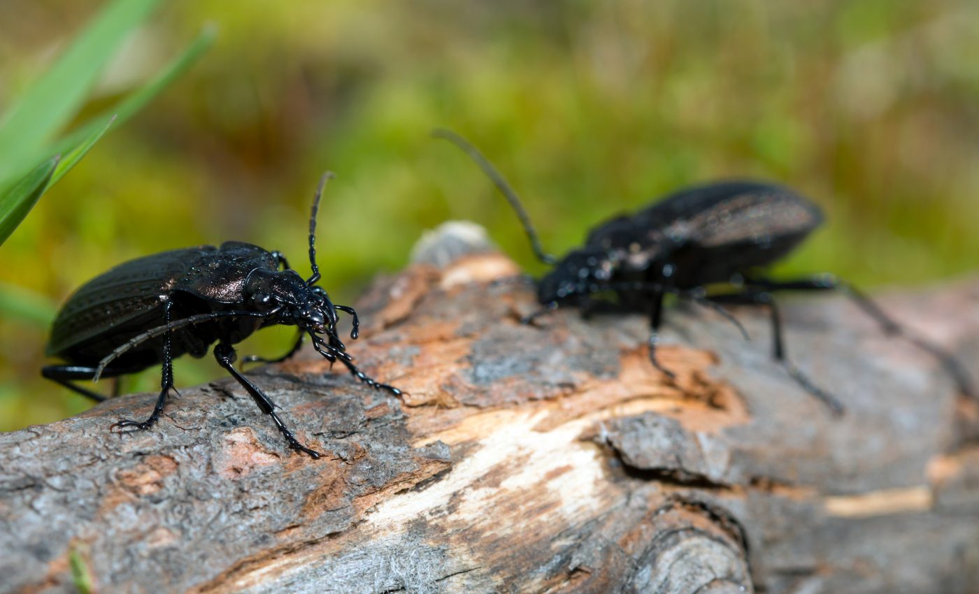 Sexual conflict drives down reproduction rates