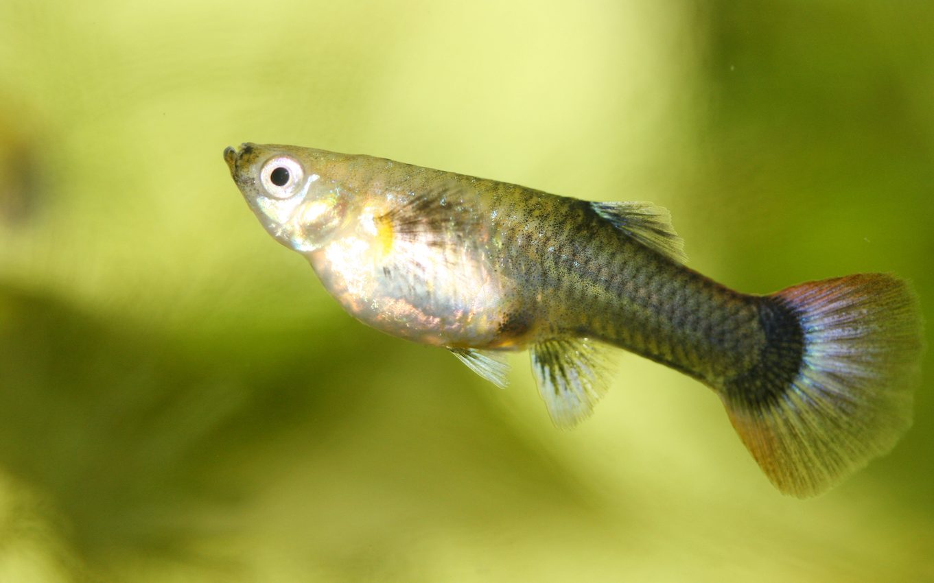 When selecting a mate, looks don’t matter to female guppies