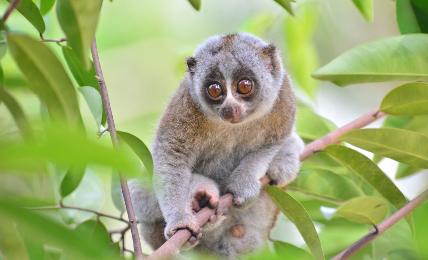 Viral videos fuel demand for slow lorises in the pet trade
