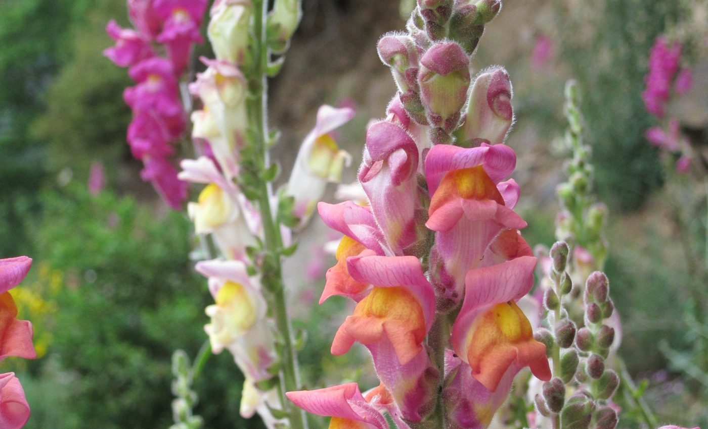 How snapdragons get their unique range of colors