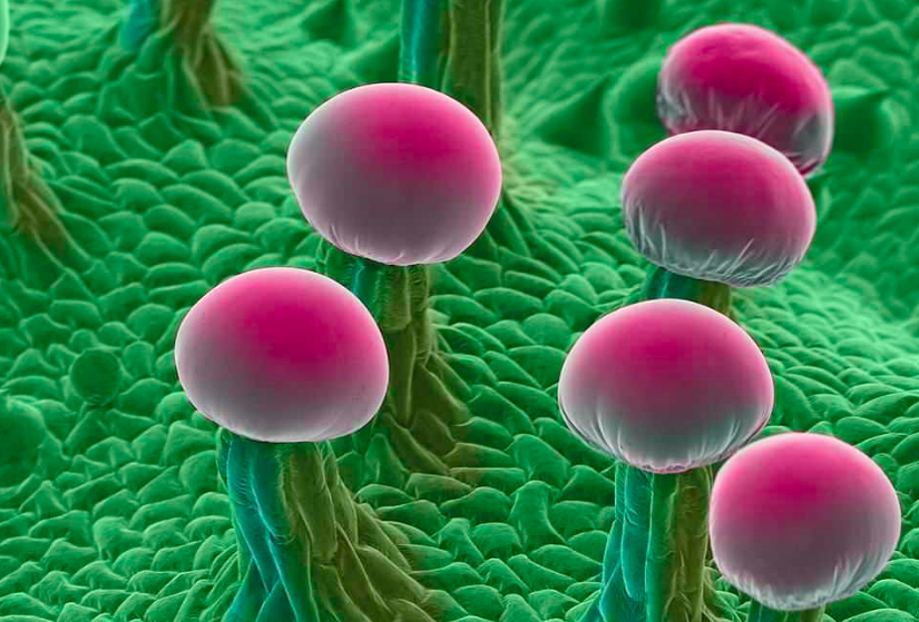 Remarkable images reveal how marijuana stores THC