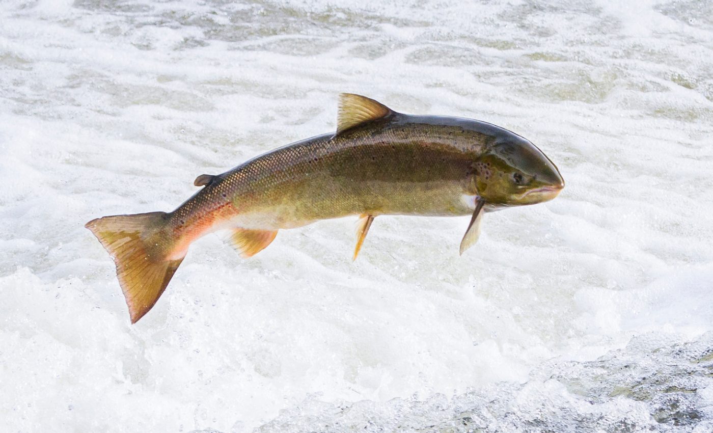 Salmon, landlocked for generations, retain navigational skills