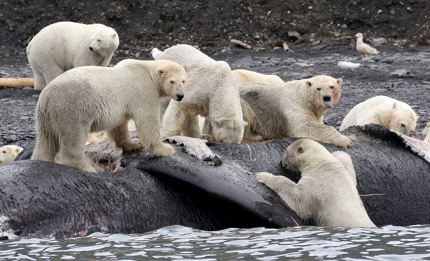 Polar bear backup food sources won’t be enough to sustain warming