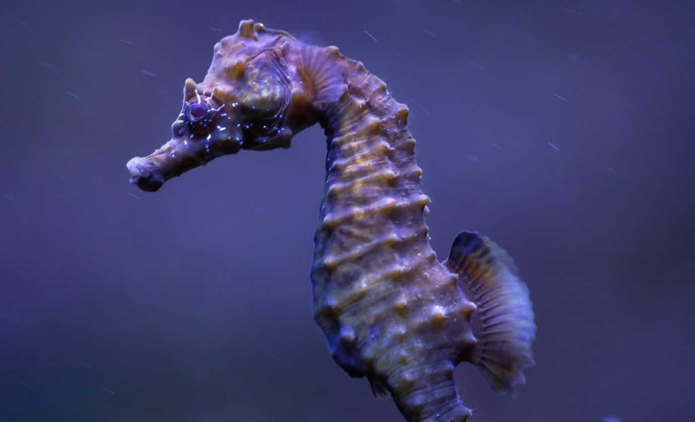 Seahorse populations disappearing due to recreational boating