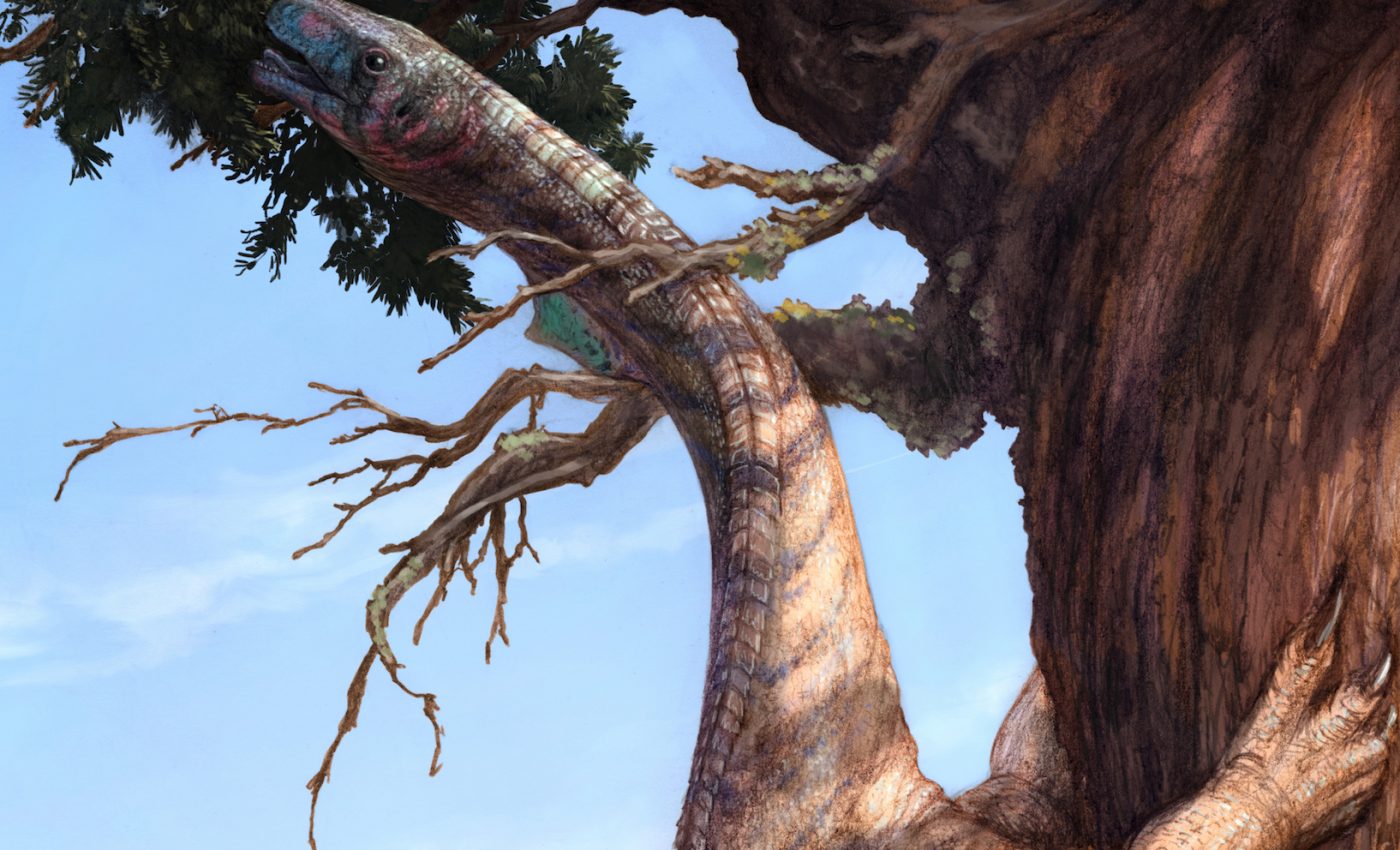 How did plant-eating dinosaurs become the largest animals in history?