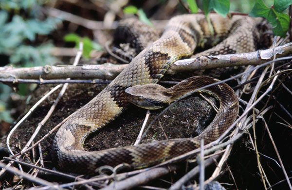Plant compound found to be effective at treating snake bites