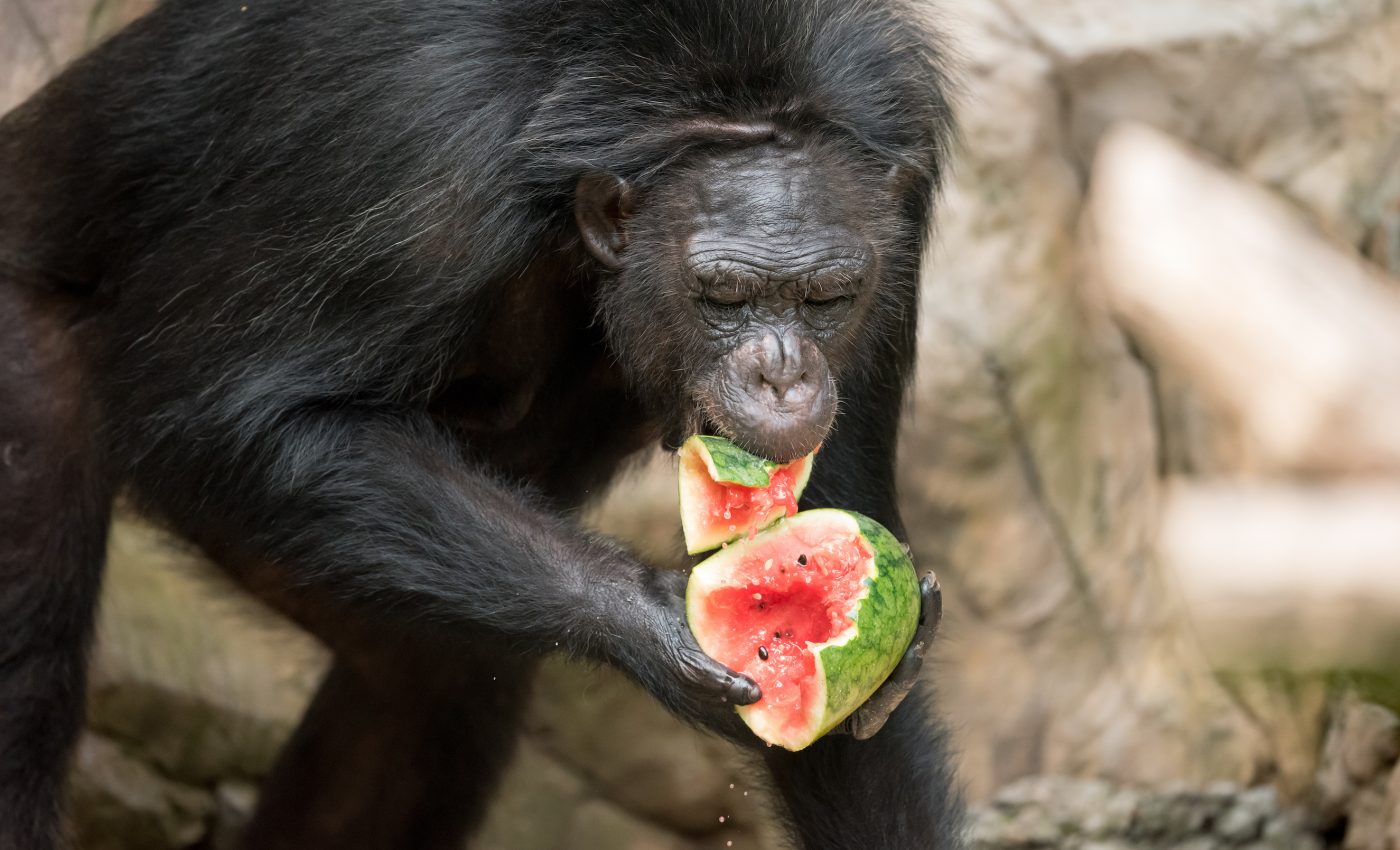 The color of fruit evolved to attract animals, spread seeds