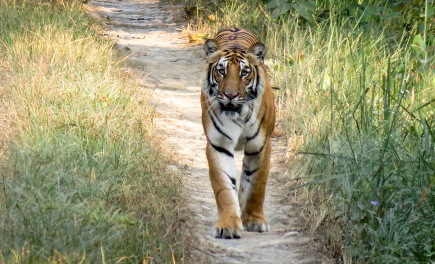 Nepal’s tigers set to double in population