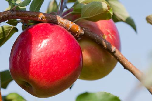 Scientists unveil newly cultivated First Kiss apple