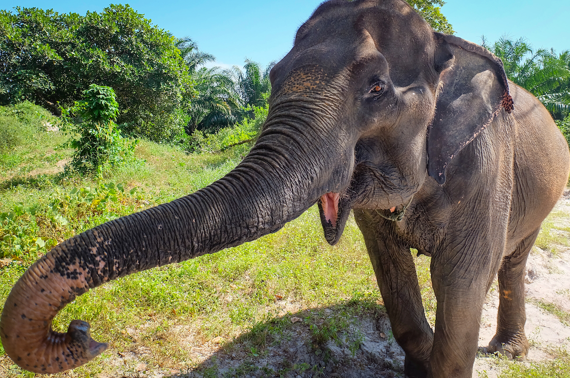 Human activity driving mammal extinction crisis