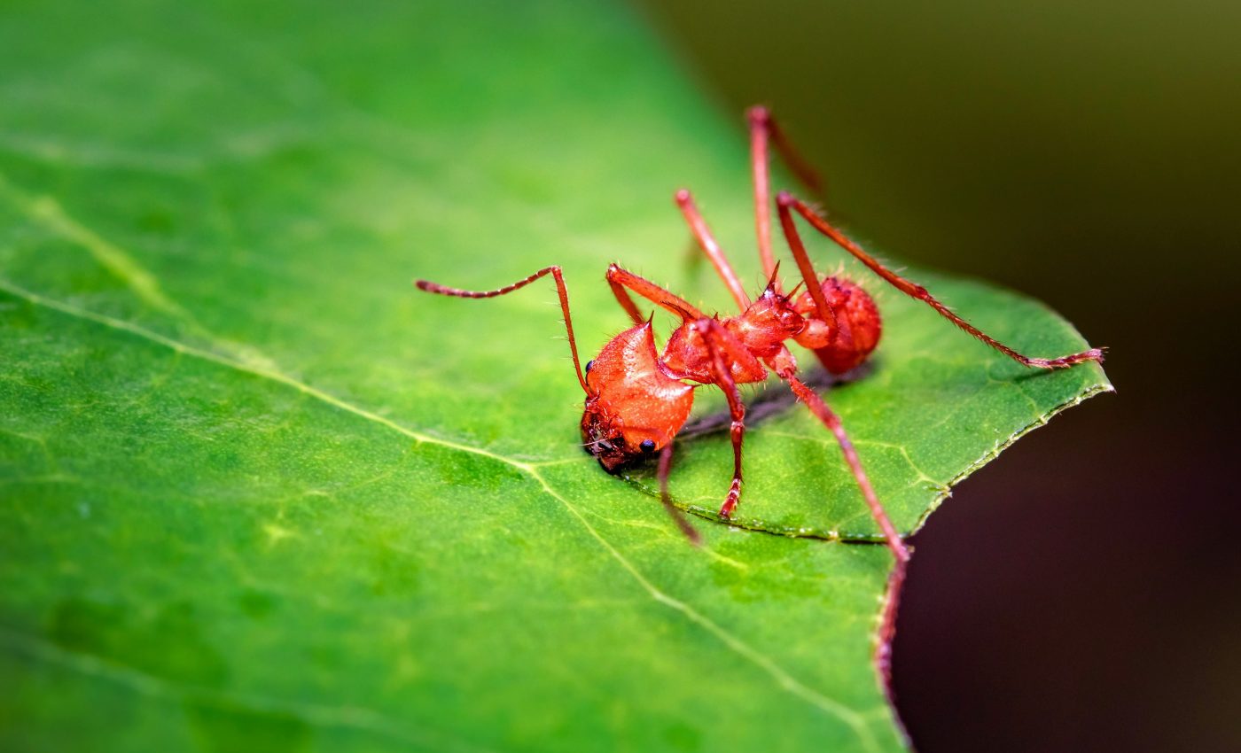 Cut and paste: Ants are more impressive than they may appear