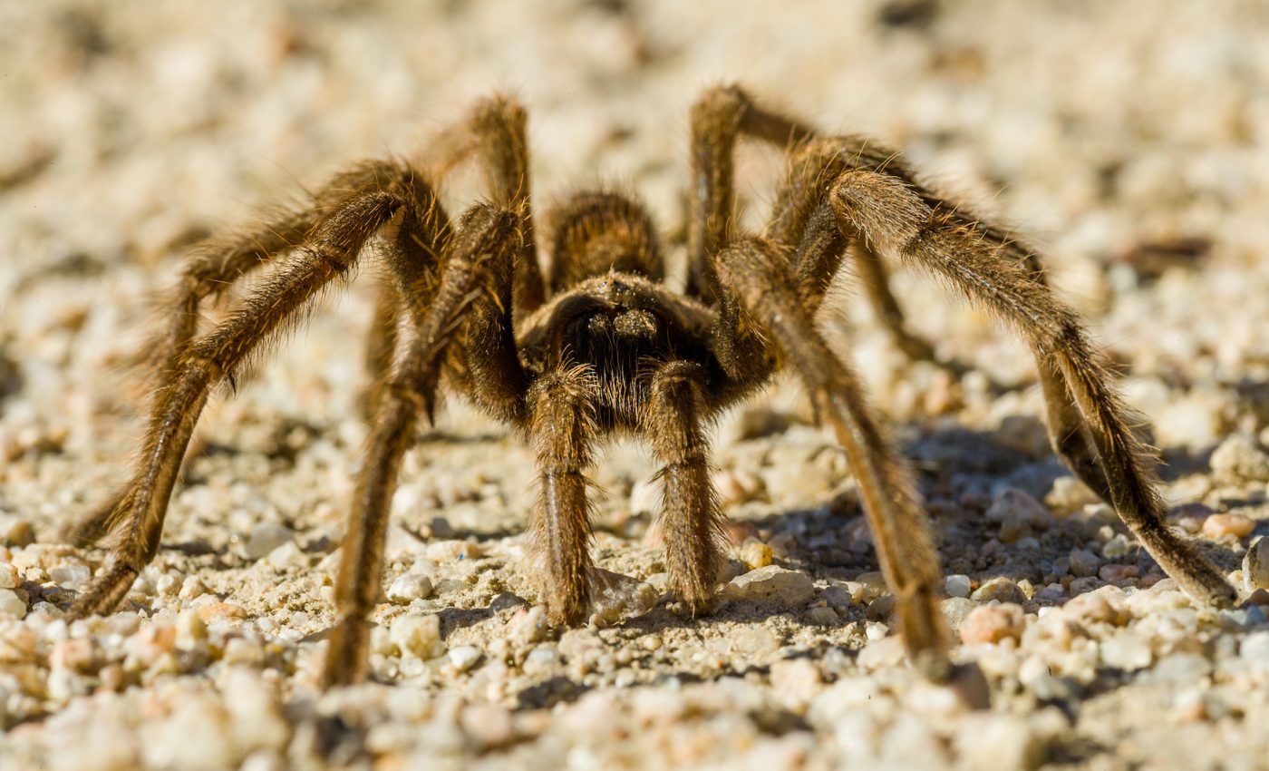 Tarantulas are on the move and migrating into new areas