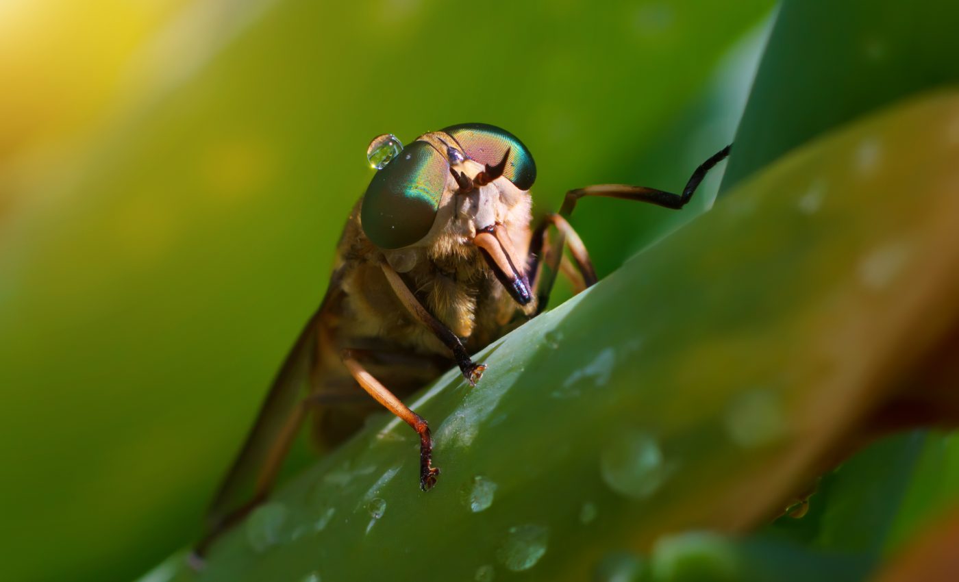 Under the skin: The fascinating lives of botflies