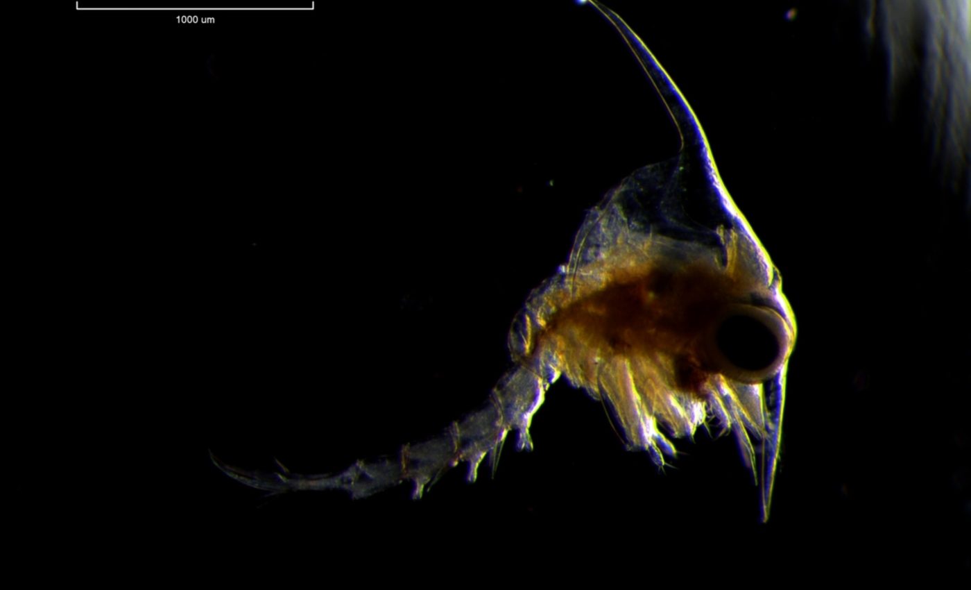 The size and shape of baby blue crabs impacts their survival odds