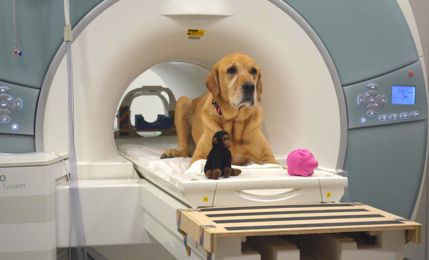 MRI scans show that dogs can understand some of what we say