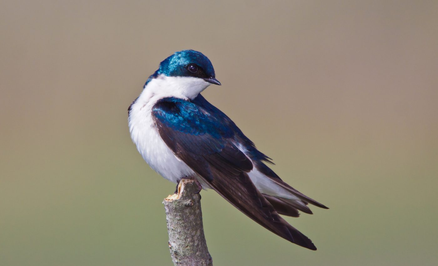 Why are these insect-eating birds declining across North America?