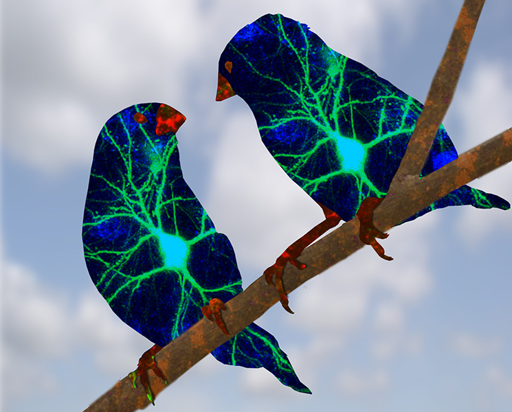 Young birds prove that picking the right teacher makes a difference