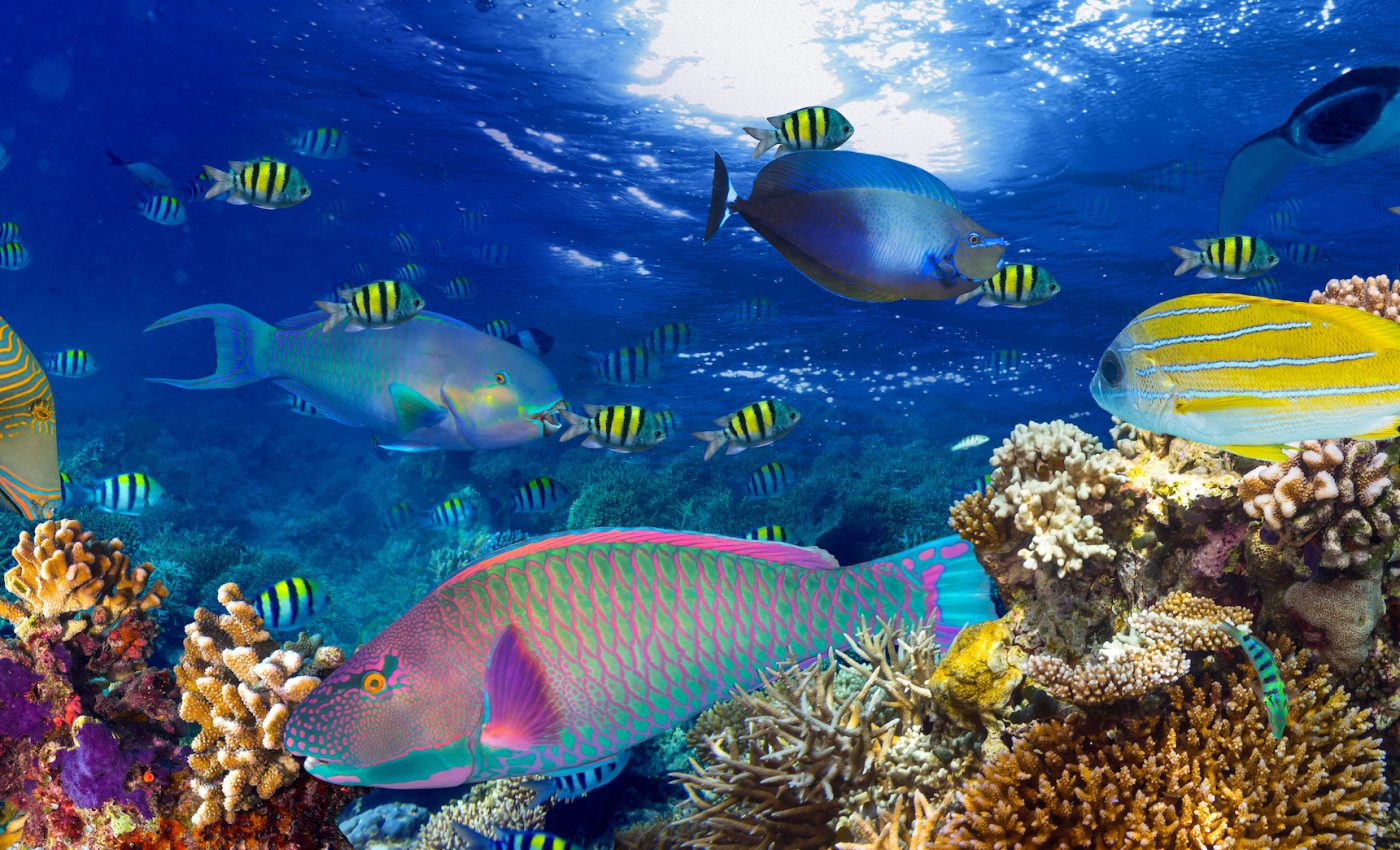 Aquarium fish are often caught using cyanide