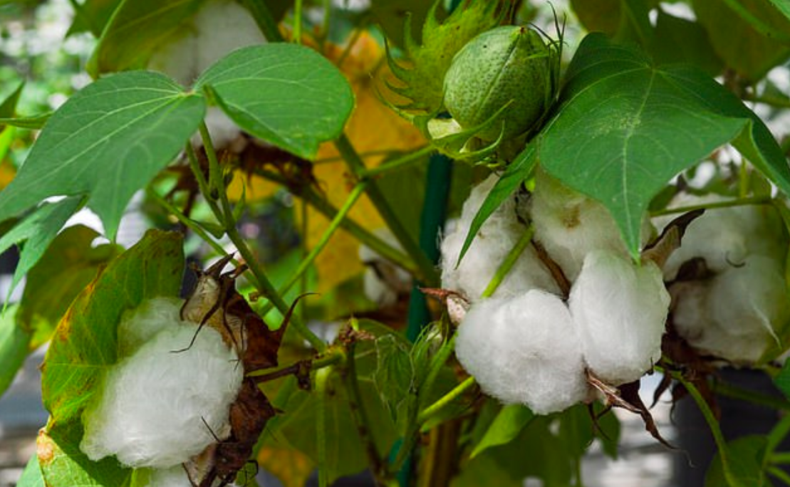 Cotton plant with edible seeds could offer nutrition to millions