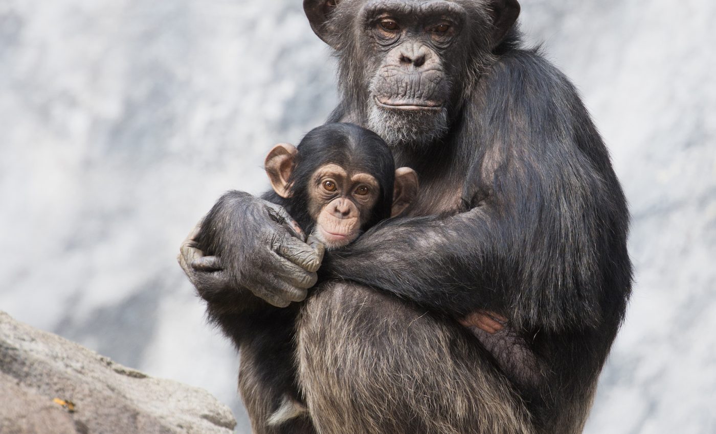 Female chimps can sense which males pose a threat to their young