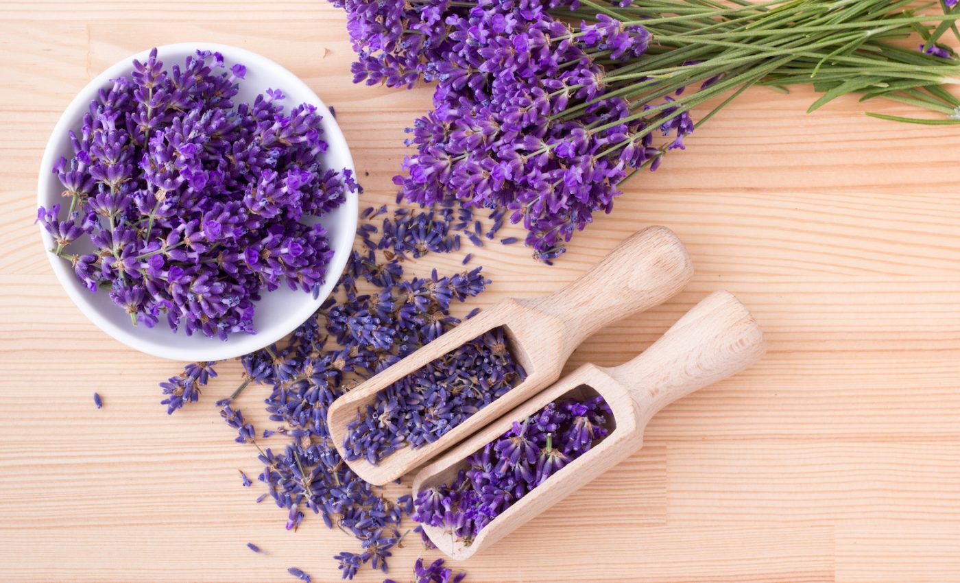 The calming effect of lavender could help treat anxiety, study finds