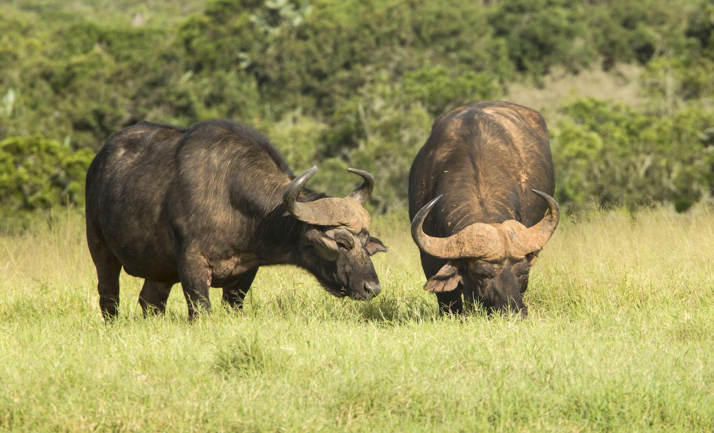 Trophic rewilding may be an effective tool to fight climate change