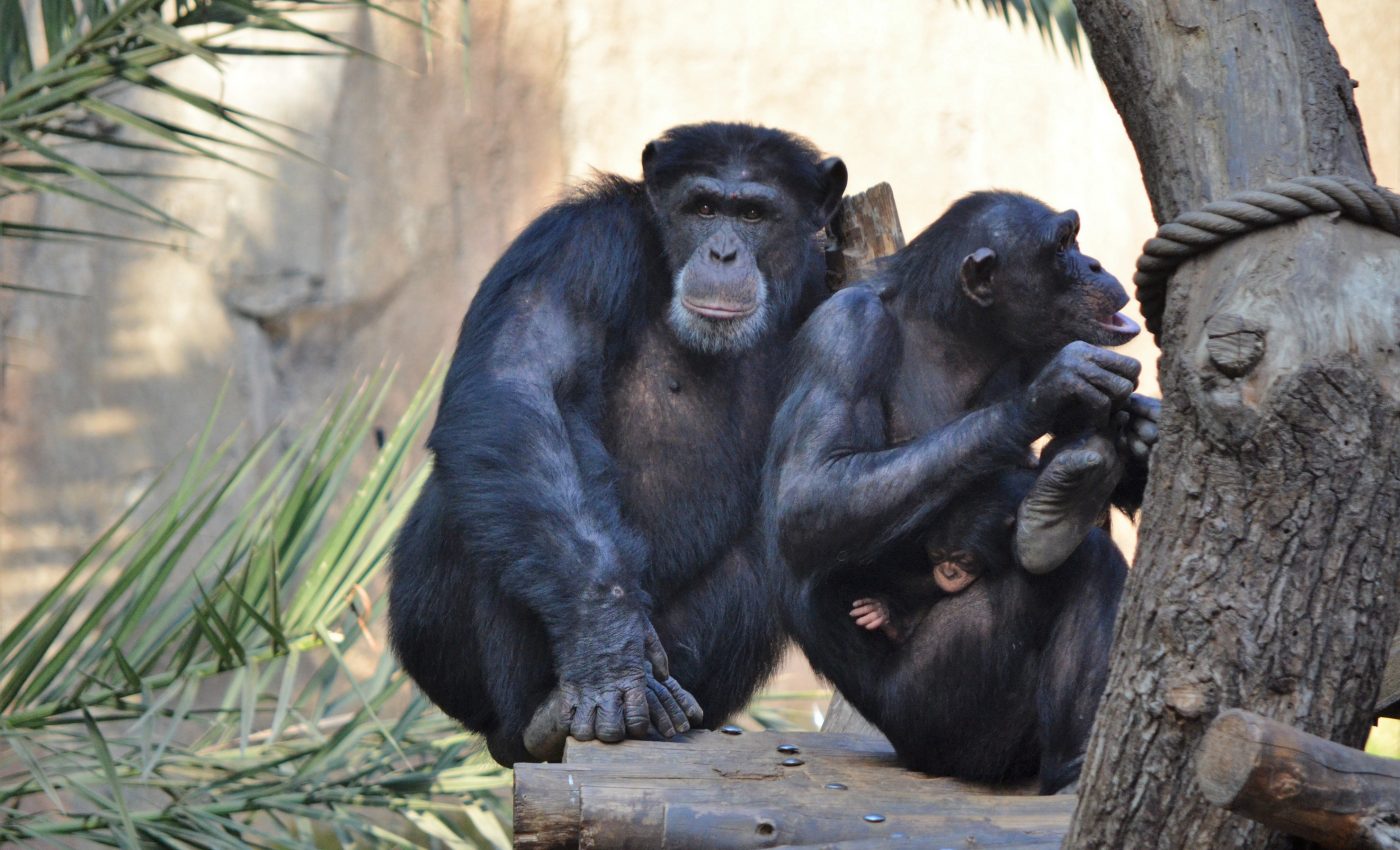 Chimpanzees can tell strangers from family using scent