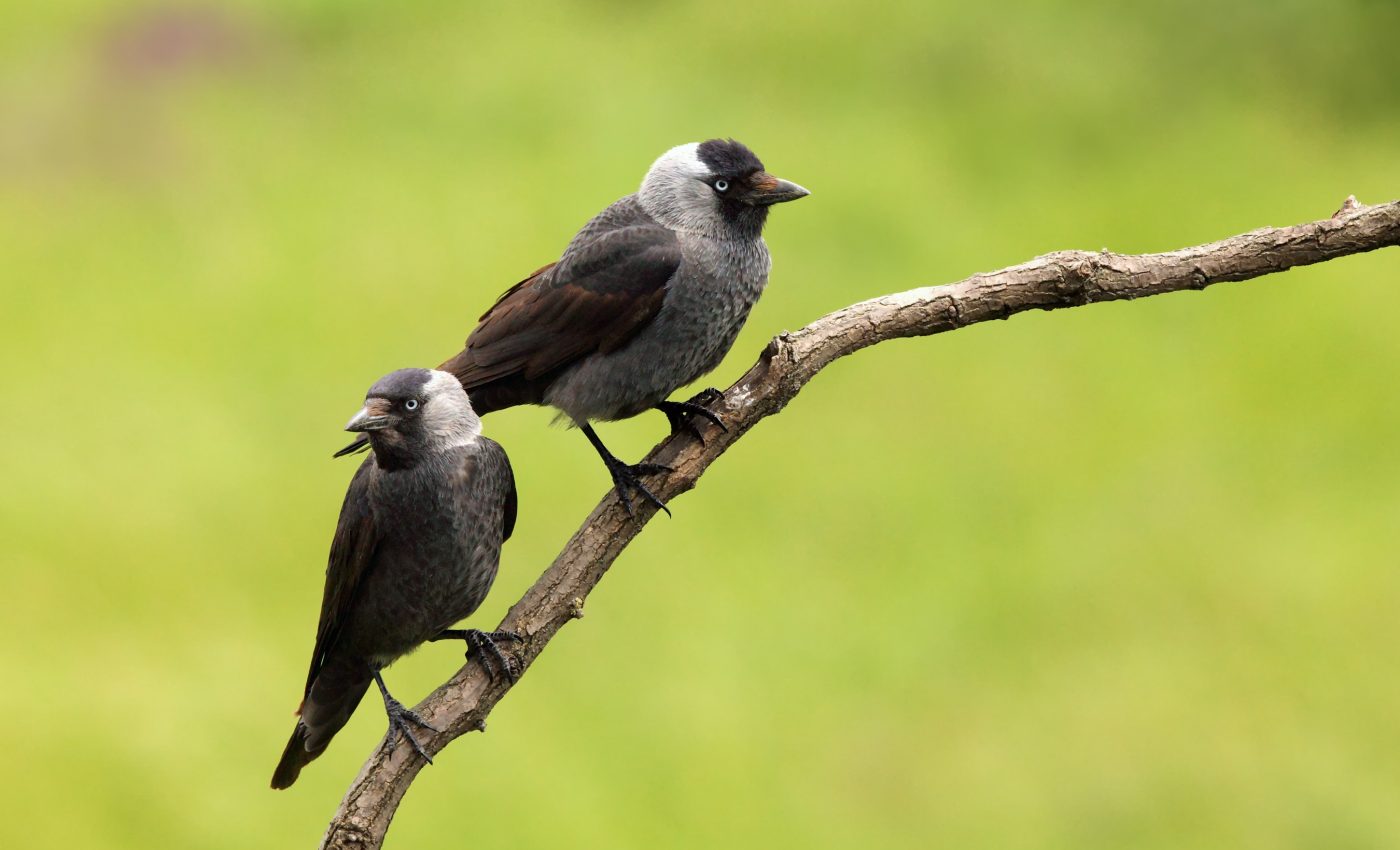 Birds are more alarmed by moving sticks than moving snakes