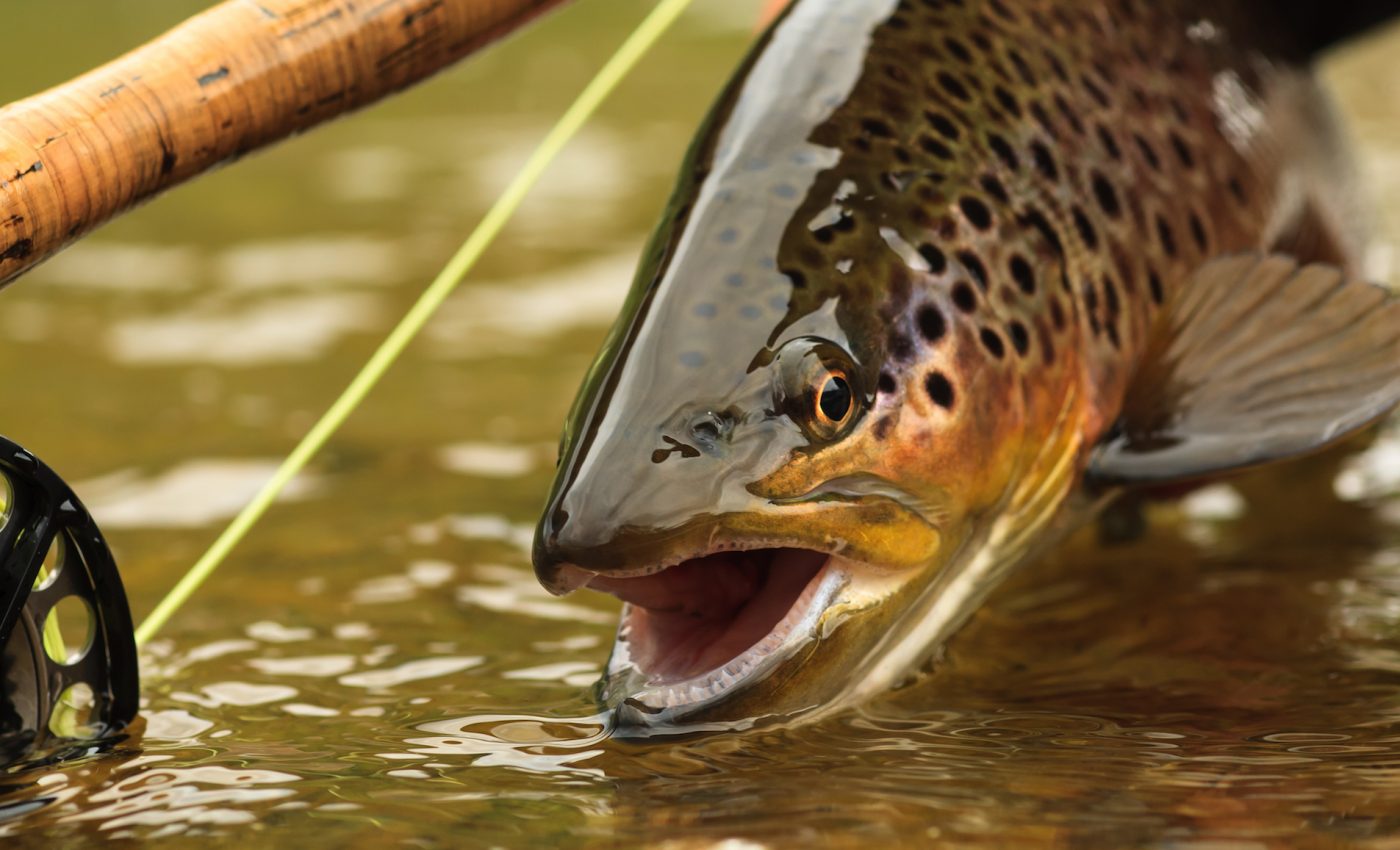 From organic poison to blast fishing, technique has an impact