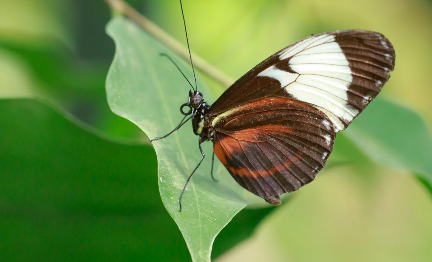 How butterflies get their wing colors