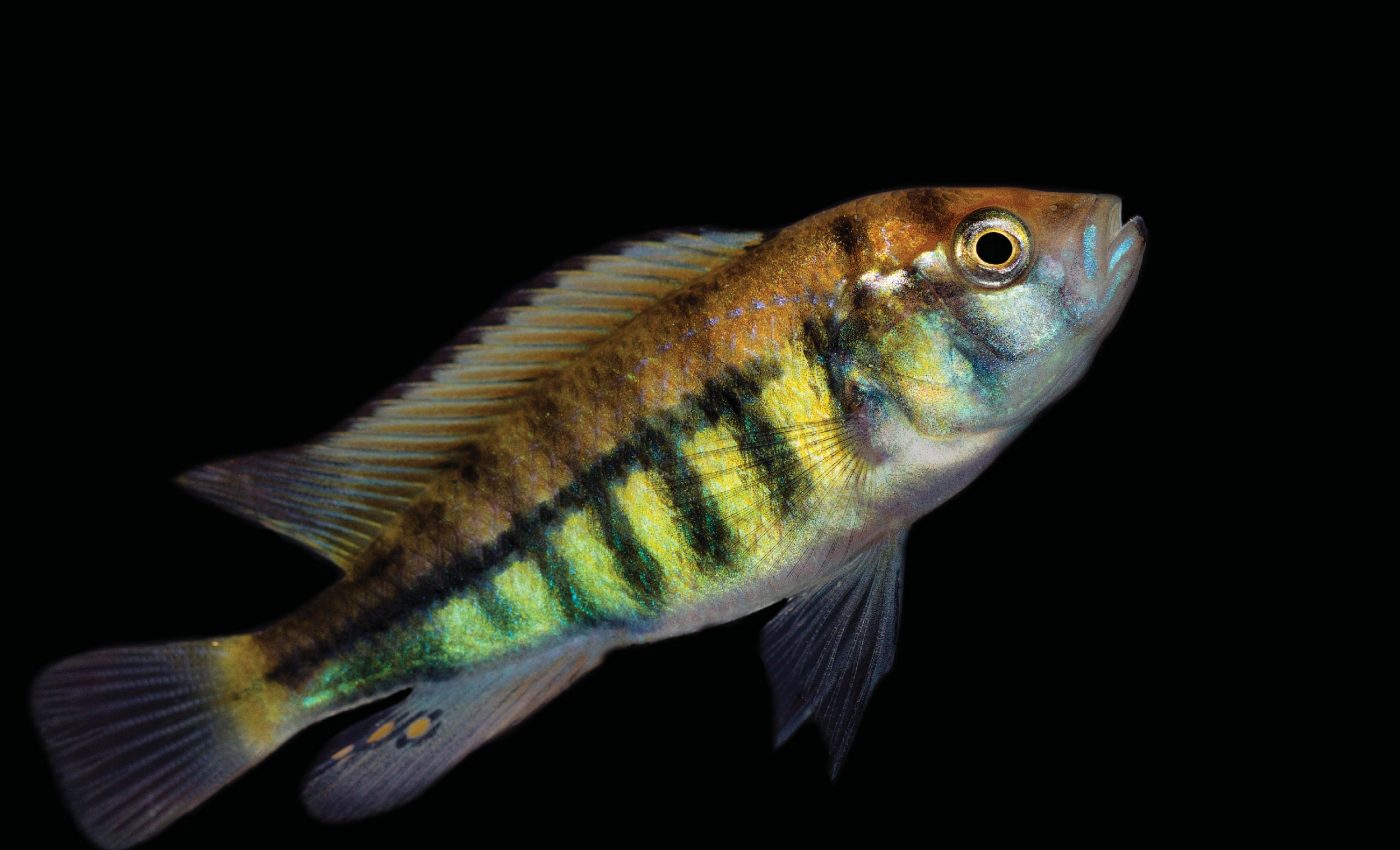 How evolution repeats itself with stripes and color patterns