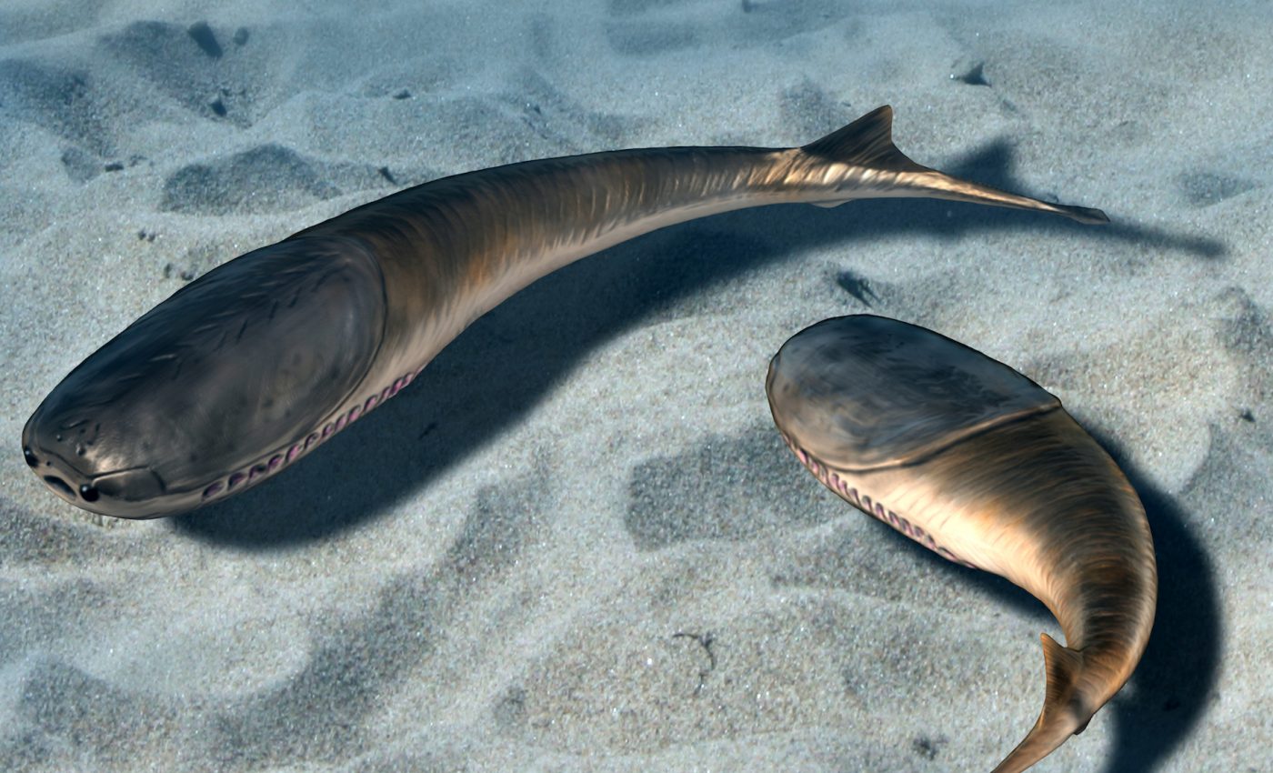 The evolution of modern fish took place in shallow waters