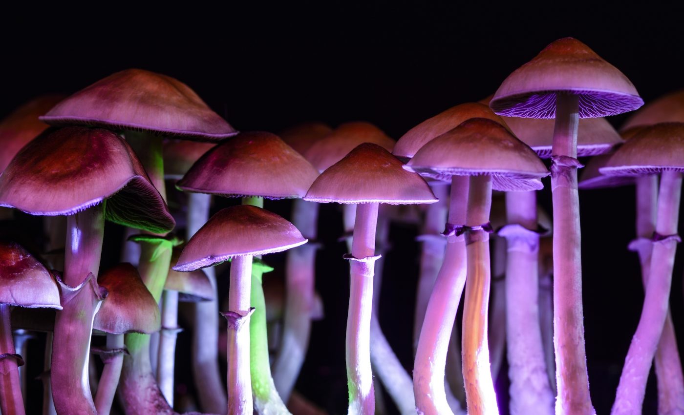 Study: Microdosing mushrooms boosts problem-solving and creativity