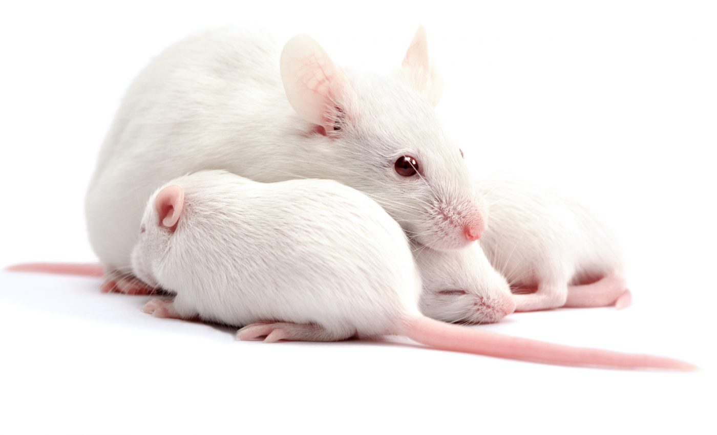 Pheromones in baby tears cause females to reject sexual advances