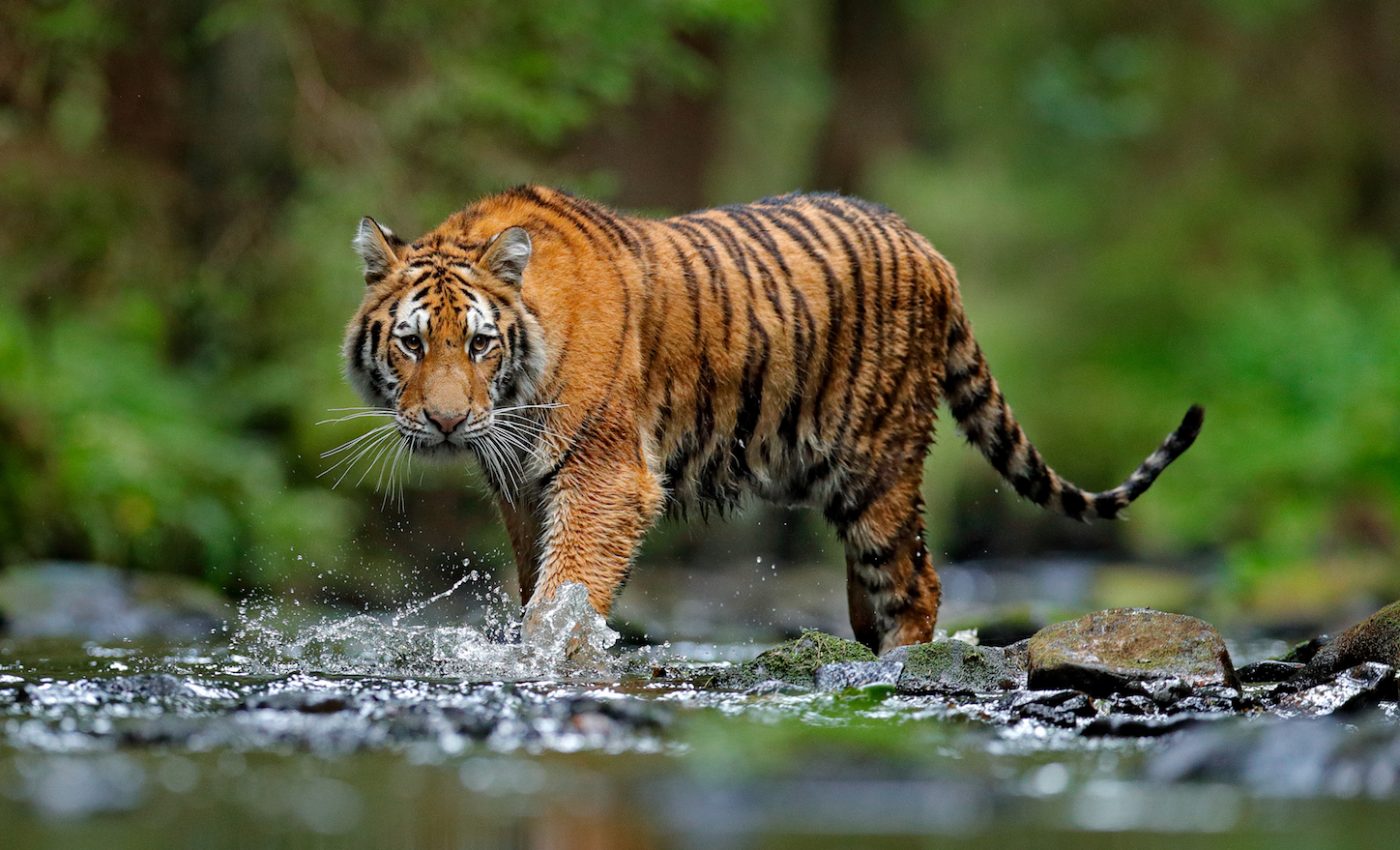 Of 6 separate tiger species, only 4,000 tigers remain in the wild