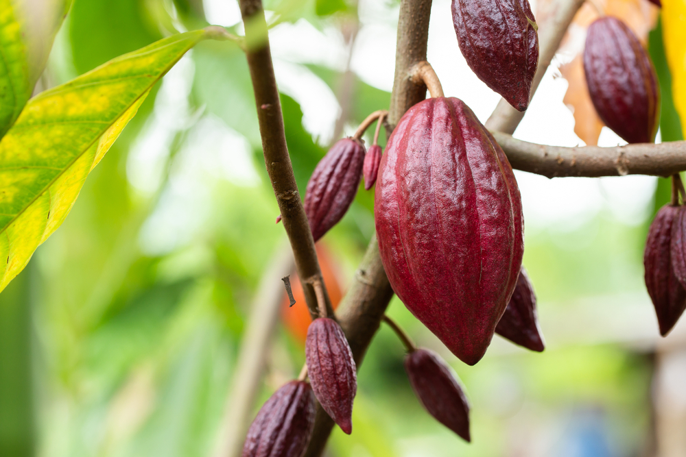 Farmers first grew cacao tree 3,600 years ago