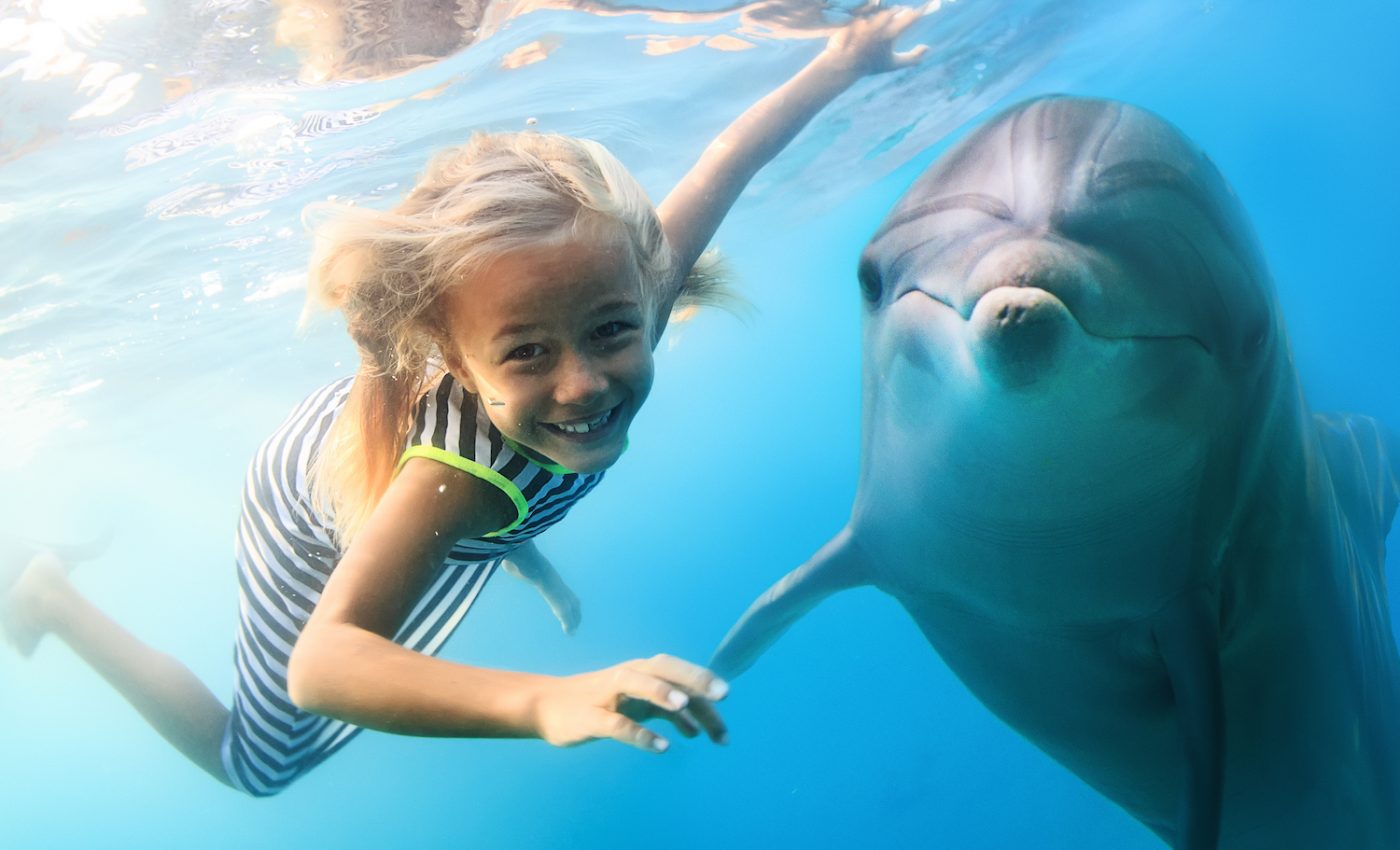 Constant human interaction makes dolphins vulnerable to sharks