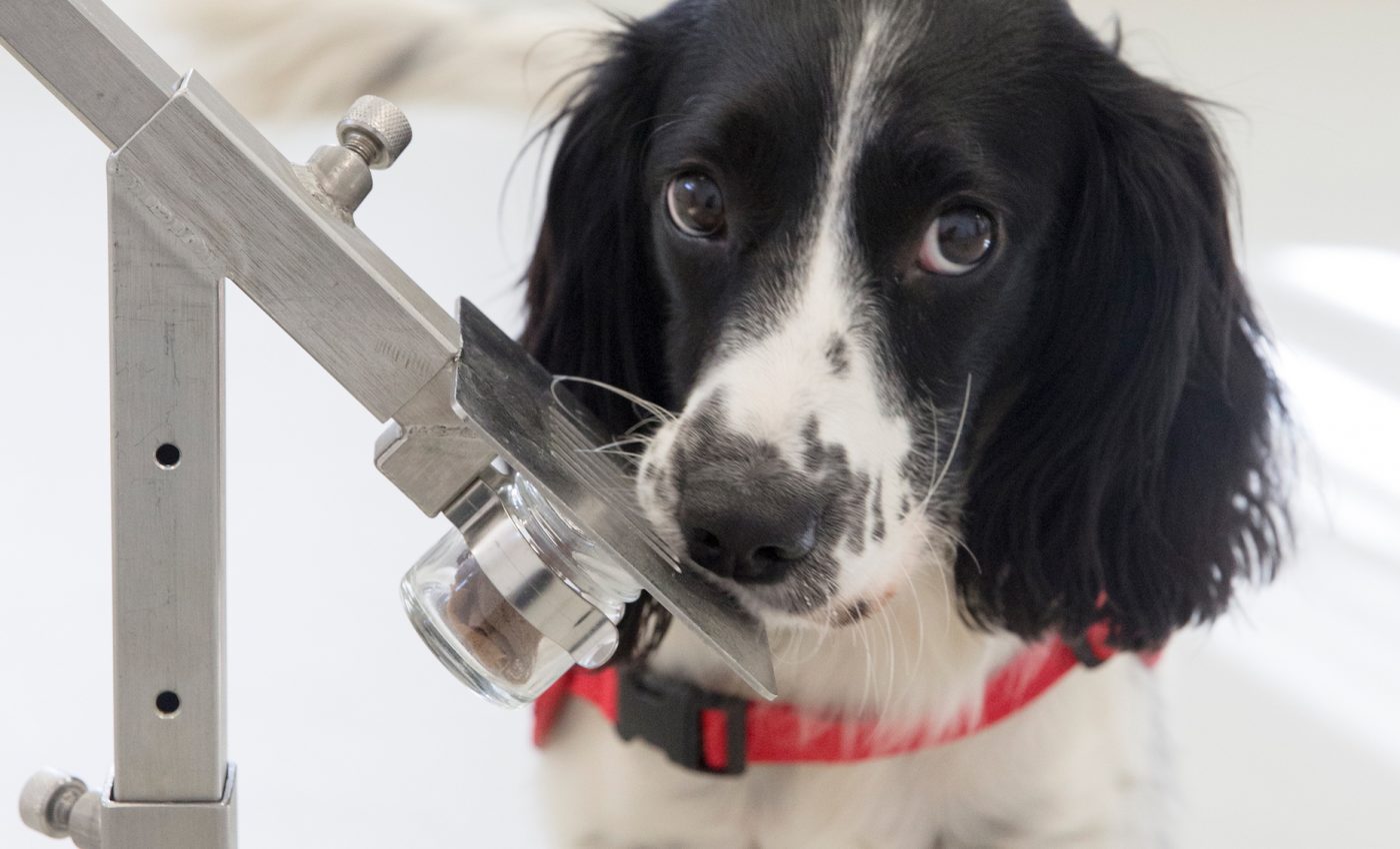 Dogs can be used to quickly and easily diagnose malaria