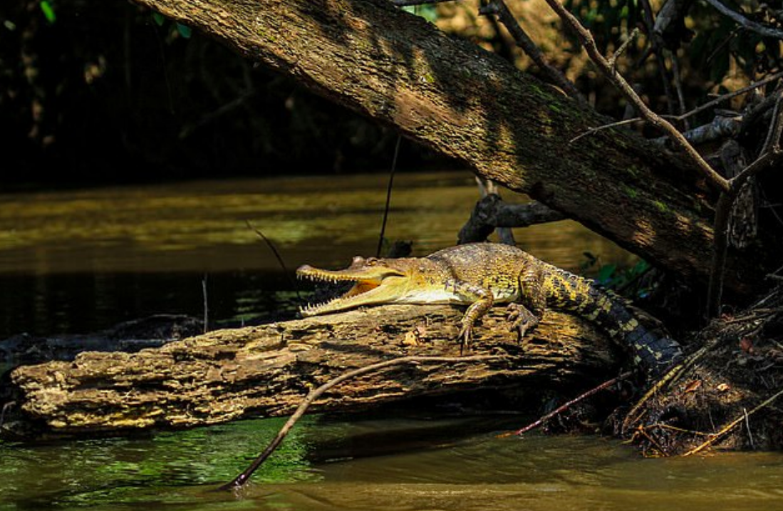 New species of crocodile discovered for the first time in 85 years