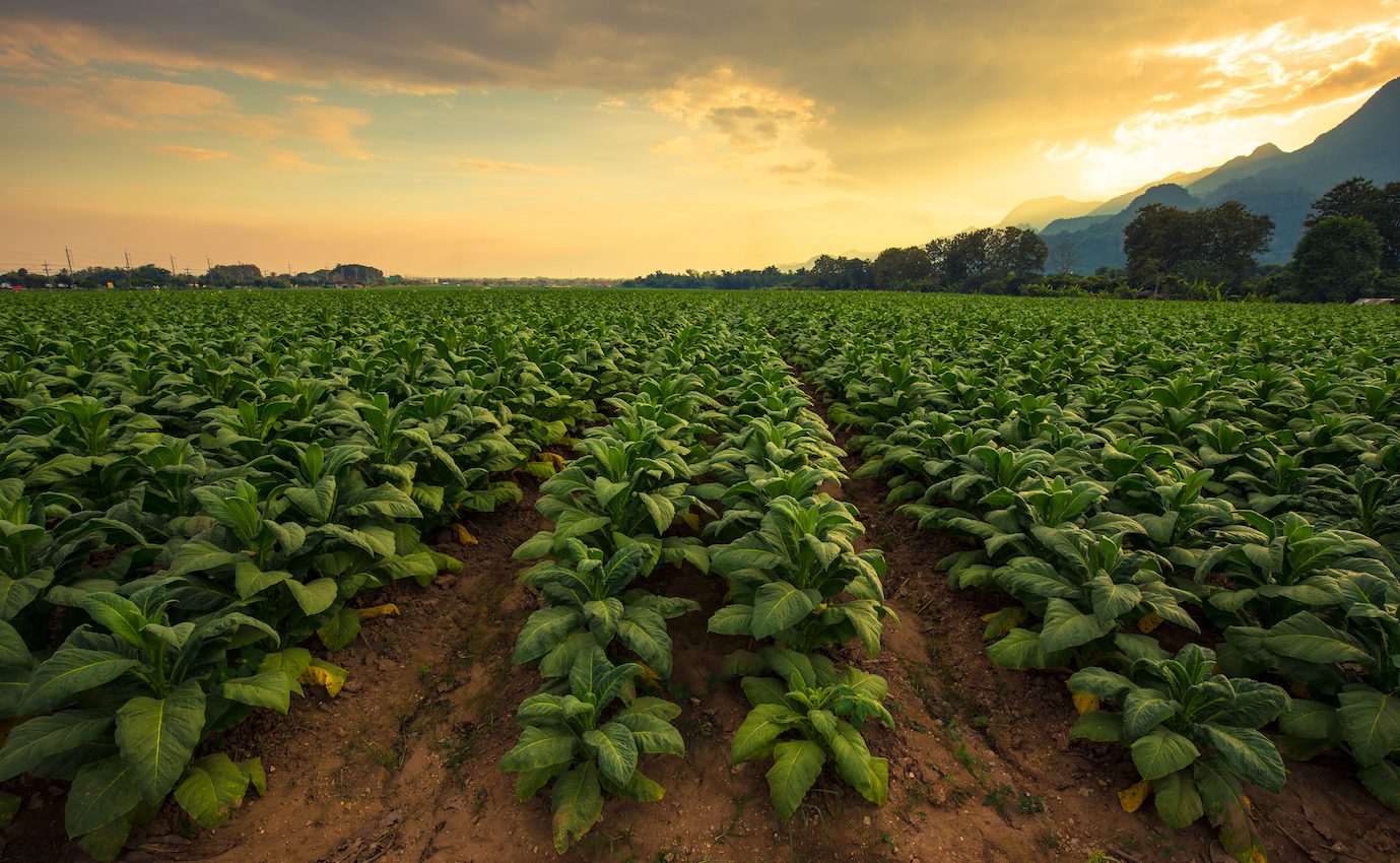 Tobacco was part of Native American culture long before Europeans