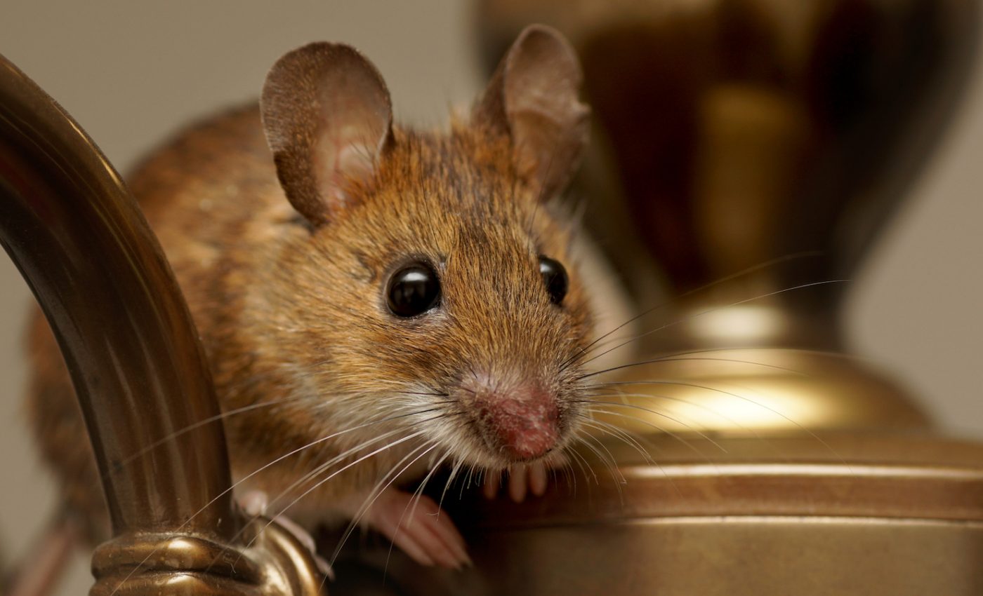 How house mice made themselves a part of human life