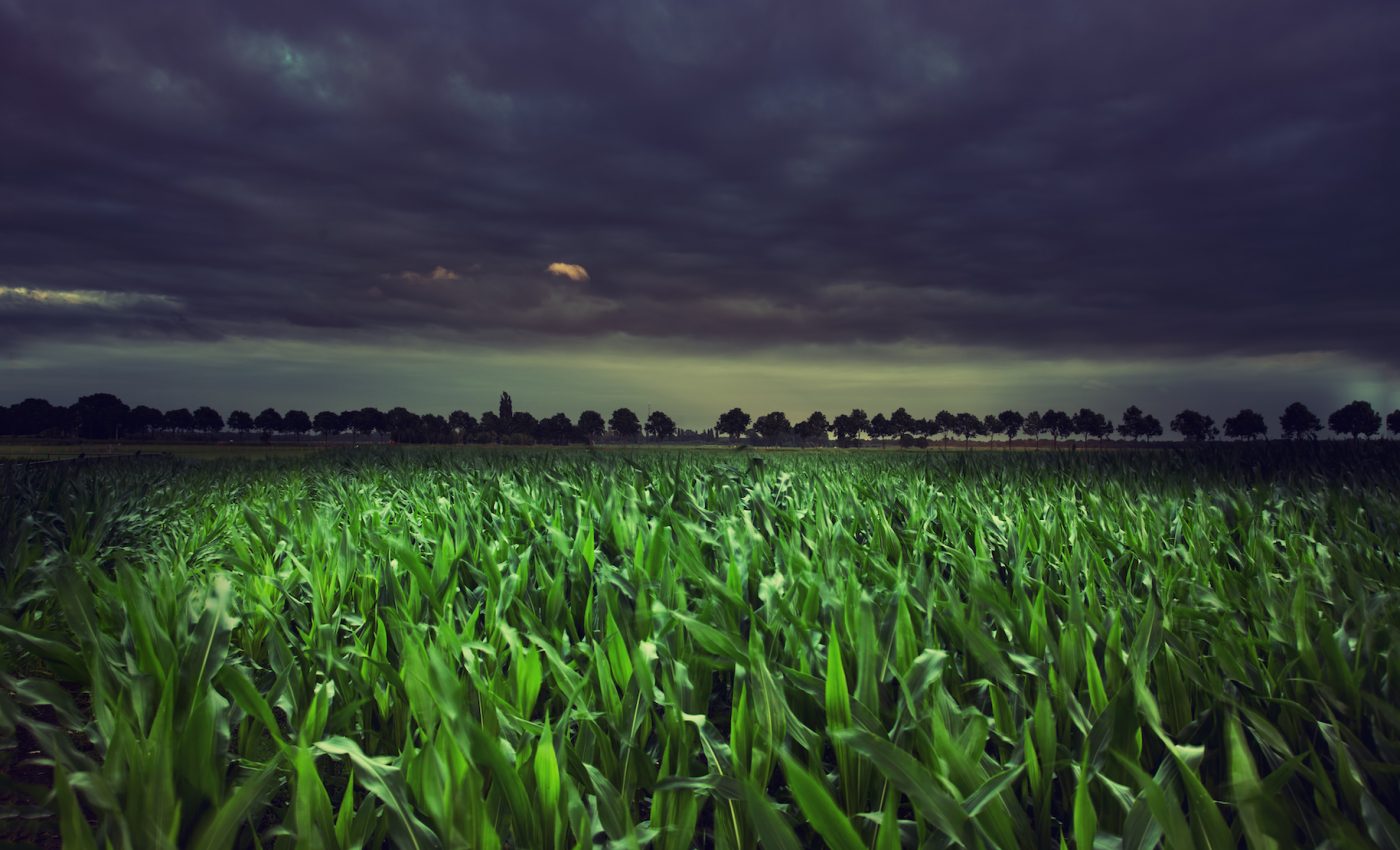 Plants are storing more carbon thanks to nighttime activity