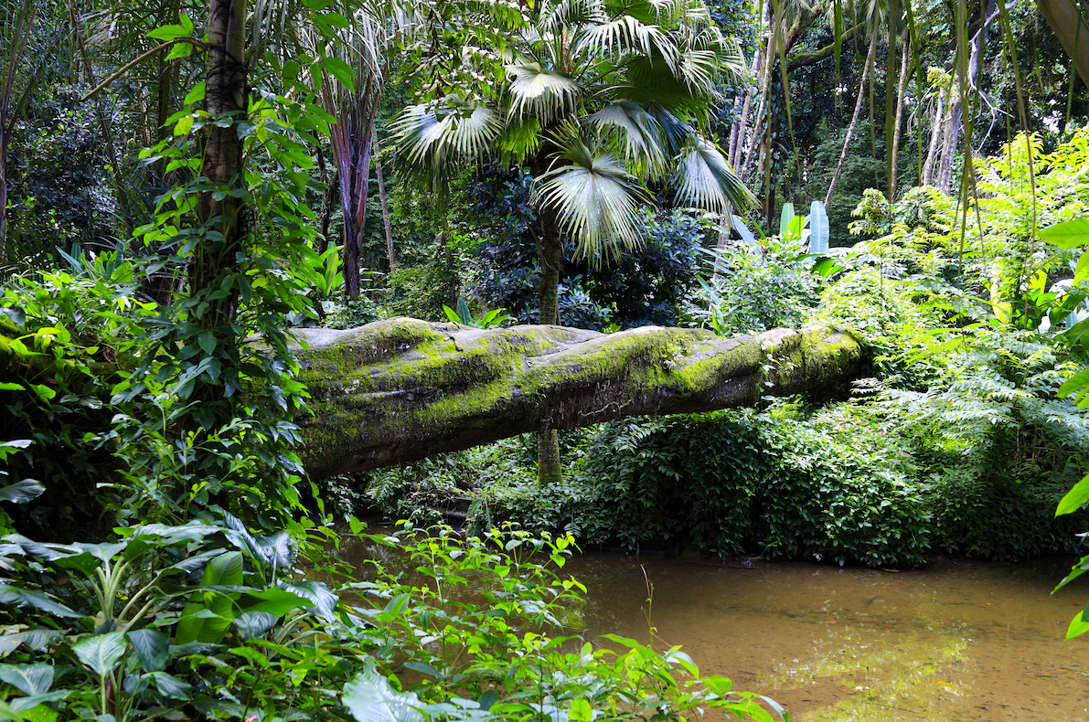 What remains of the Atlantic Forest after destruction, exploitation